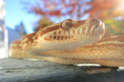 skullbird:  Yolo is the most autumn-themed snake I’ve ever seen in my life. I mean, look at this shit. Absolutely ridiculous.He’s also, hands down, the easiest snake in the world to photograph. Nothing phases him to the point that you can pretty much