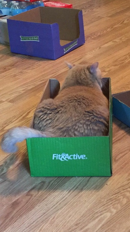 minnesotawildofficial: unflatteringcatselfies: he is neither fit nor active. incorrect, he fits in t
