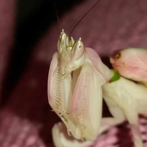 mantismonarch: “Hey Can I Tell You A Secret?” Hymenopus coronatus (orchid mantis) female