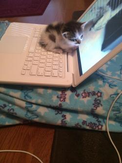 awwww-cute:  She loves the warm air coming out of the laptop 