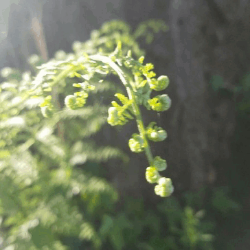 muddyandfoxgloved:   Unfurling   🌿   