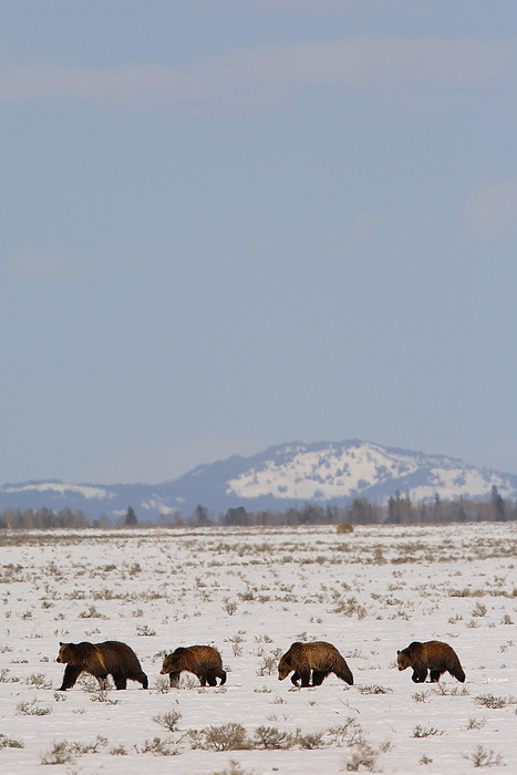 fuck-yeah-bears:  399 by Nate Zeman &ldquo;The four grizzlies in this image