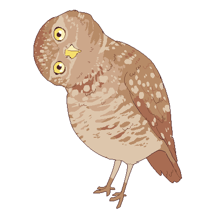 project-bird-empire: introducing Bird of the Week! this week: burrowing owl patreon | twitter