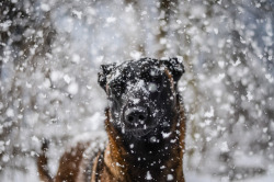 mallowme:  Belgian Malinois | via Tumblr su We Heart It - http://weheartit.com/entry/149645121