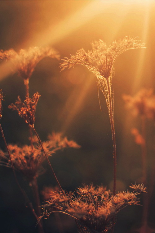 r2–d2:  When summer gathers up her robes of glory, by (heavenly~flower) 