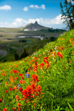 mistymorningme:  Teton Crest Wildflowers