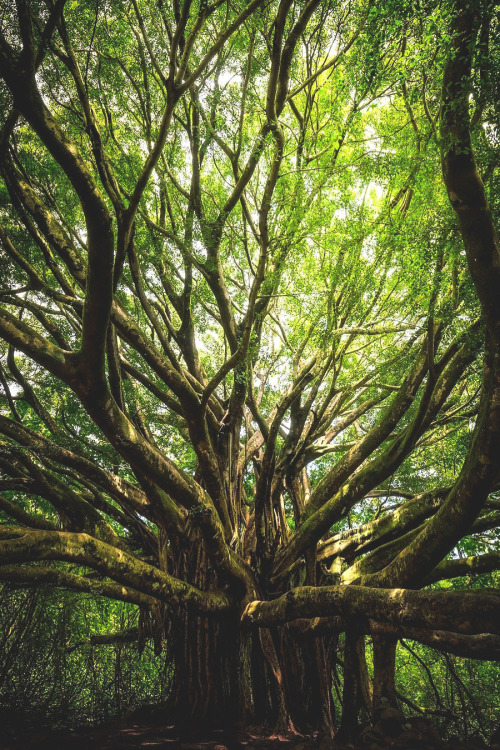 lsleofskye: Untitled | frank.shootsLocation: Haleakalā National Park, Maui, Hawaii