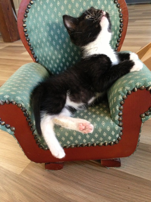 kyrianne:impala-drama:Today, I found a kitten sized chair and, luckily, I had a kitten to put in it.