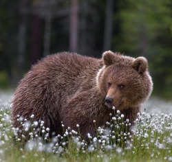 beautiful-wildlife:  Young Bear in Dandelions by Dmitry