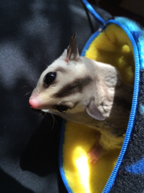 finallyjenna:  suggiesmama:  MoMo got neutered this morning. he is doing so well and I’m so happy for him. I’m glad we got him in earlier than we originally planned, but even happier that he doesn’t seem to be in lots of pain or really freaked out.