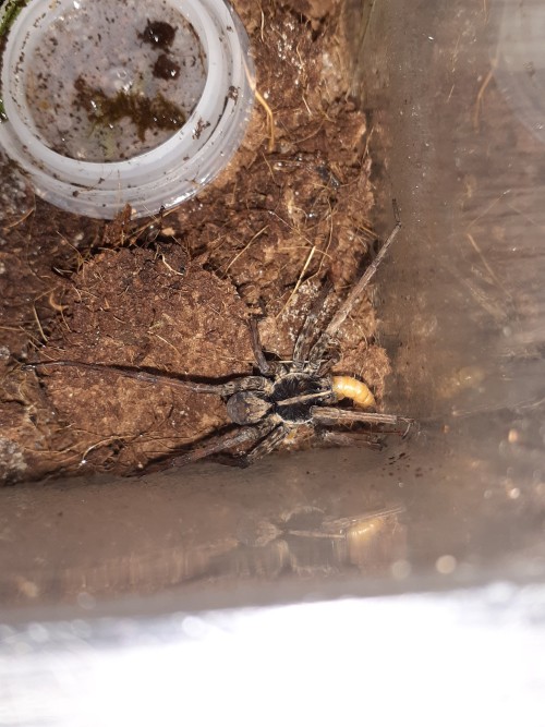 About A Week Ago, Fel The Wolf Spider Died. I Was Not Surprised Because He Was An Old Man, It Did Feel