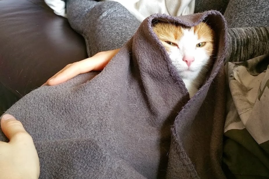 catsbeaversandducks:  May The Force Be With These 10 Jedi Khajiits “If you have