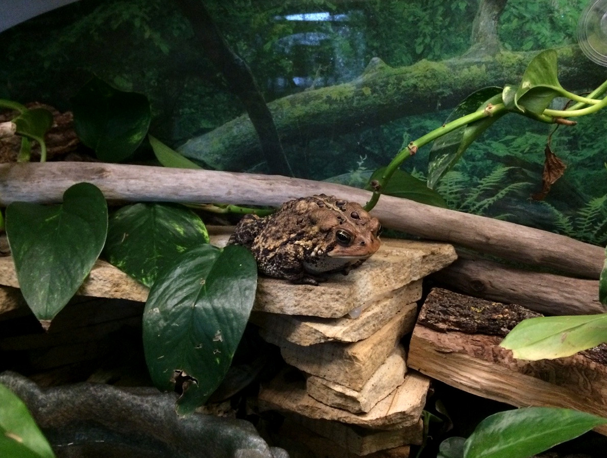 toadschooled: Friends are just obstacles that get between you and lunch