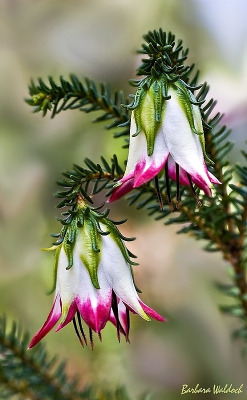 followthewestwind:  Cranbrook bell (Darwinia meeboldii)2s (by cordiaczek) 