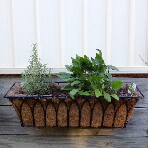 Pressed for space and can’t put in any raised beds because the landlord will kick up a stink? 