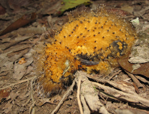 sixpenceee:  The Cinereous Mourner is a bird that mimics a toxic caterpillar when it’s a baby. Scientists were baffled as to why the baby bird were bright orange but now they know it serves as a warning. The 2nd picture is off the toxic caterpillar