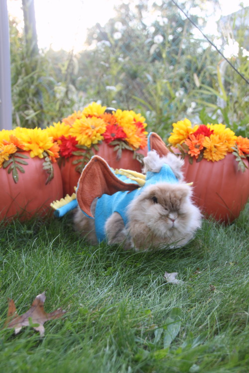 flygex-eatin-on-softies:  reberrycosplayandcostuming:  “I am fire, I am death, I am fluff.”Spent today dressing up my pet rabbits Sunshine and Hazel as Stormfly and Toothless from “How To Train Your Dragon”. Cutness overload achieved.