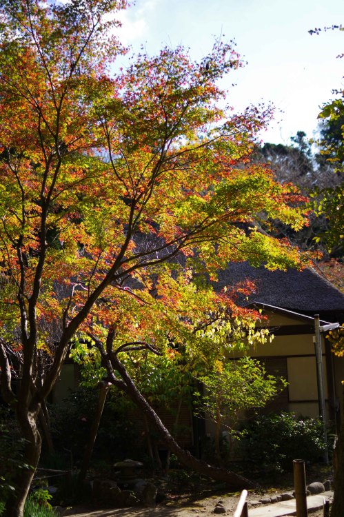 令和２年１１月２７日（土）紅葉を求めて北鎌倉駅から鎌倉駅へまだちょっと早い状況昨年一昨年と台風被害（塩害）で綺麗な紅葉は見られなかったため今年は期待していたが、あまり綺麗な紅葉にはならない様子ピークは