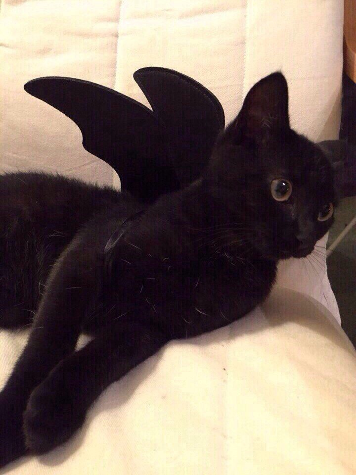 catz-purrrr: Wow what a nice bat