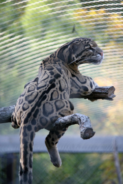 bigcatkingdom:  Clouded Leopard (Neofelis