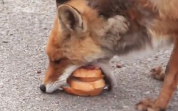 abandonedography:  This is real news: Fox makes sausage sandwich in Chernobyl (x)