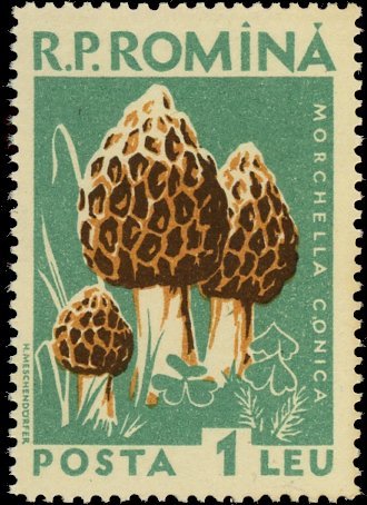 stamp-it-to-me:Romanian stamps depicting different species of mushrooms released in 1958