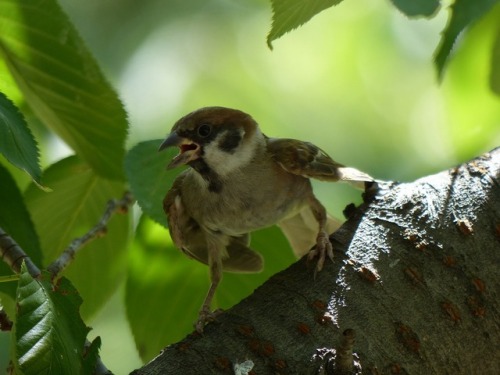 town-sparrow:スズメ　Eurasian tree sparrowTown Sparrow ～ 街のすずめ　ArchiveTown Birds ～ 街の鳥  Archive
