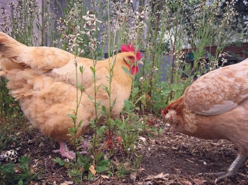 pasture-raised:petchickenranch “Overcast day, scratchin’ in the arugula.”