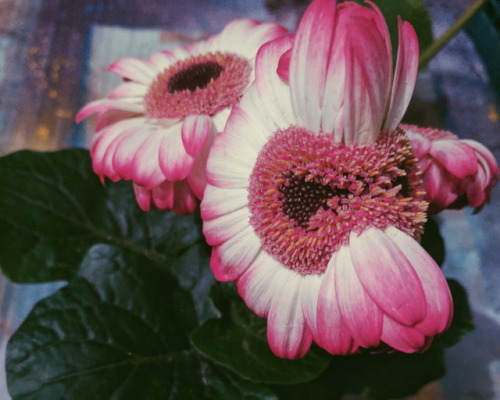 Mutant Gerbera Daisies I shelved at work today. Bought the top one after my shift 