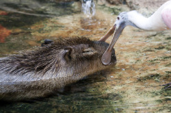 fork-a-nature: funkysafari: A spoonbill biting