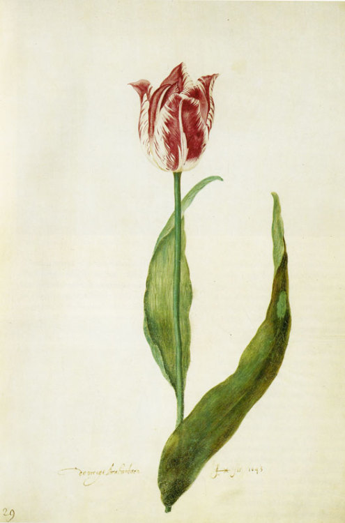 the-paintrist:mujeresartistas:Judith Leyster - Tulip (1643)382 x 272 mmsilverpoint and watercolour o