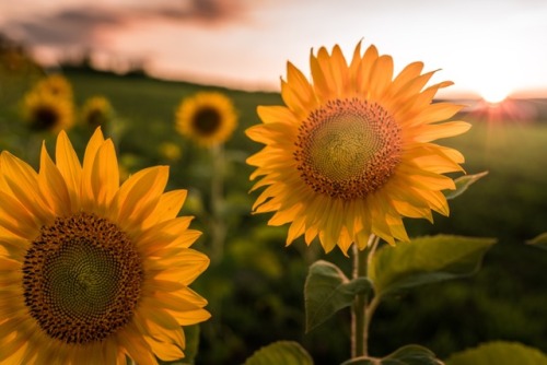 Porn justinherrold:Fields of sunflowers 🌻 ☀️ photos