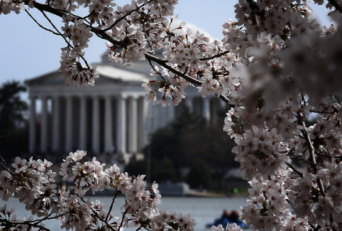 Washington, DC’s iconic cherry blossoms reached peak bloom...
