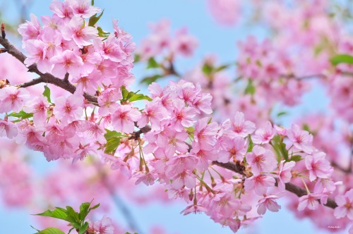 16 March 2022. Sakura blossoms (カワヅザクラ) in Tokyo, Japan 