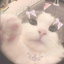 sweetiepiebunny
