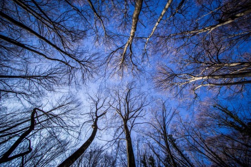 La Fageda de'n Jordà (Catalunya) © Misja Klimov, 2016