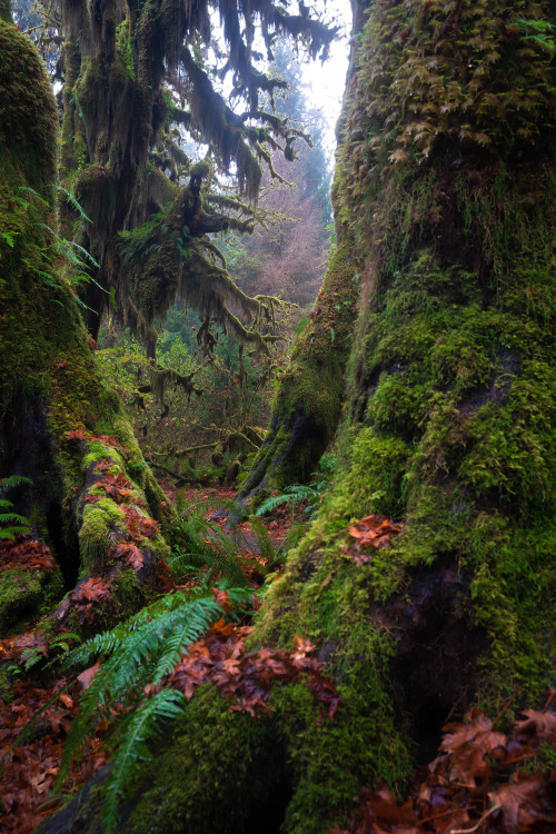 amazinglybeautifulphotography:The eerie beauty of the Hoh National Rainforest, Washington [OC] [2000