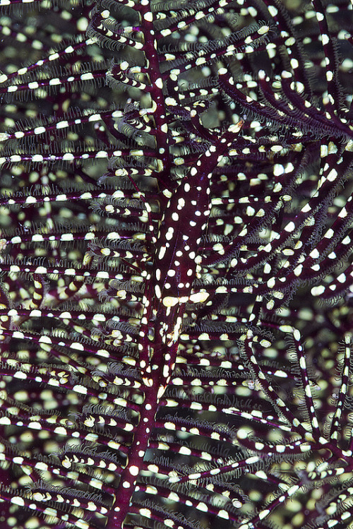 ichthyologist: Crinoid Shrimp (Periclimenes sp.) As their name suggests, crinoid shrimp are found on