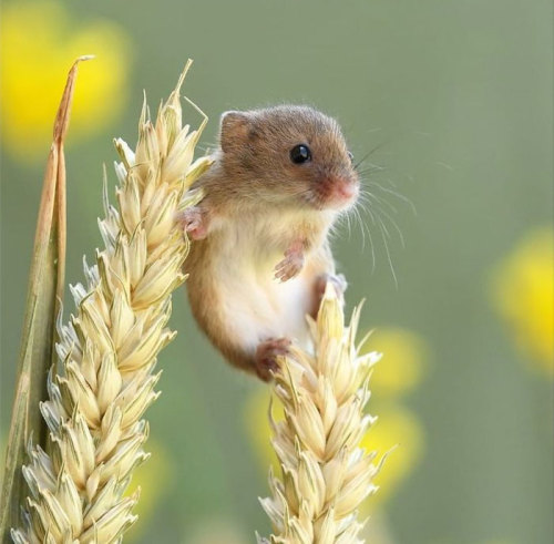 Photos Of Adorable Harvest Mice Playing Among Plants
