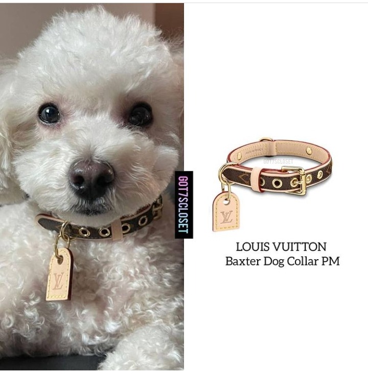 baxter louis vuitton dog collar