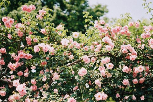 englishsnow:  by nijntjee 