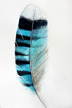 bestof-society6:    Blue Jay Feather - Watercolor by Craftberrybush   