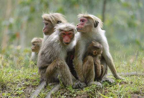 Family toque macaque. One of the females is looking warily. by lv96ernqfe