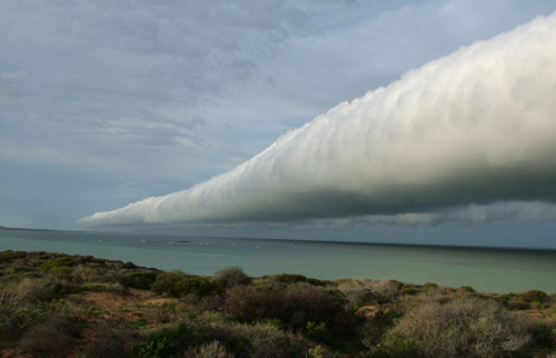 sixpenceee:  Roll clouds are a type of arcus clouds are typically associated with thunderstorms. These rarities of nature occur when air temperatures invert and cause the warm air to be on top of the cool air. Wind then changes speed and direction and