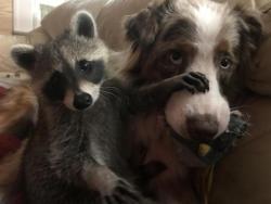 awwww-cute:  We’ve been raising a baby raccoon and its become our dogs best friend. (Source: http://ift.tt/2tYXmld)