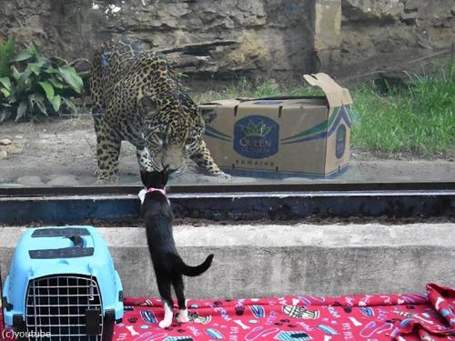 oooooooo:自粛中の動物園に犬や猫を連れて行ったら…お互いに興味津々:らばQ