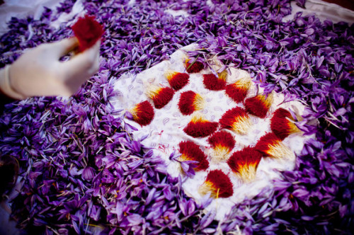 stories-yet-to-be-written:warkadang: Saffron harvest in Herat province, Afghanistan.  Photographs by Majid Saeedi/Getty Images. 