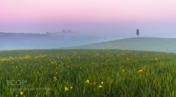 socialfoto:Tuscany Morning Fog by JayHwang