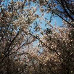 Cherry blossom picnic today in Sakura Garden #sakuragarden #dalian #china #studyabroad