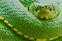 earthlynation:  Two-striped Forest-Pitviper